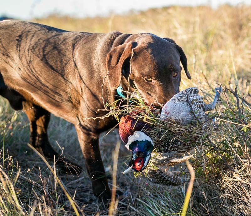 Hunting Parties near Houston & Southeast Texas | Waterfowl ...